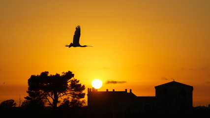 Eurasian Spoonbill Platalea leucorodia Flying at Sunset Cadiz Spain