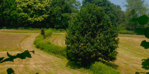 Dutch Landscape in  summer with trees