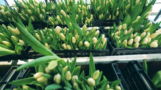 White tulips stored in boxes on a rack in a greenhouse.
