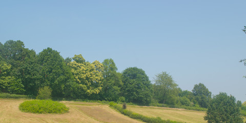 Fototapeta na wymiar Dutch Landscape in summer with trees