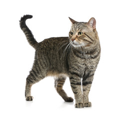 Cute tabby cat isolated on white. Friendly pet