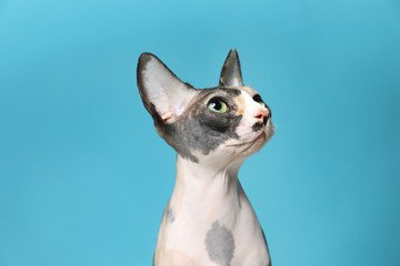 Cute sphynx cat on color background. Friendly pet