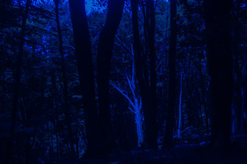 Creepy Dark Forest in The Night