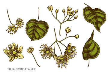 Vector set of hand drawn colored tilia cordata