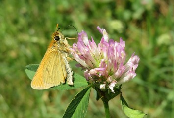 Beautiful orange skipper butterfly on clover flower in the meadow, closeup