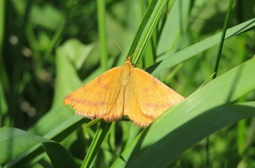 Beautiful orange idaea ochrata moth on green grass background, closeup