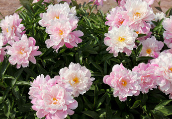 A lot of pink peonies in the garden.