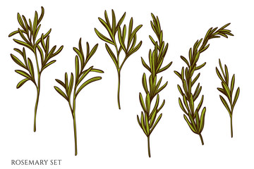 Vector set of hand drawn colored rosemary