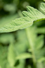 green leaf with water drops