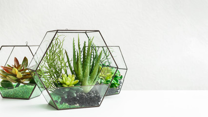 Home mini succulent garden concept, copy space