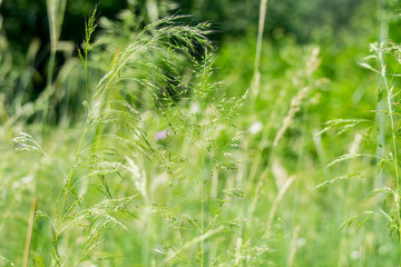 Green rye in on sunny day