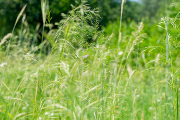 Green rye in on sunny day