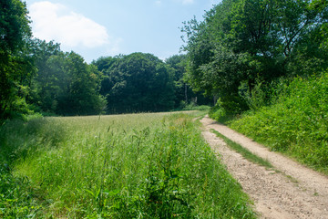 Small dirt road next to a rye