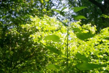 Nettle in the bright sunlight