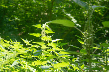 Nettle in the bright sunlight
