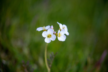 Cuckoo flower