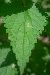 Nettle in the bright sunlight