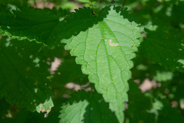 Nettle in the bright sunlight