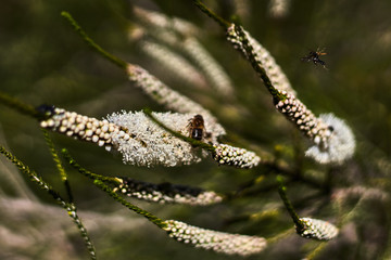 Green branch with white and round fruit, and bee