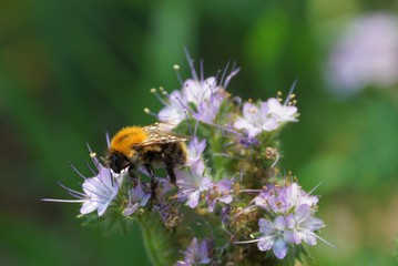 big bumblebee sits on buds of flowers of a wild plant in the forest