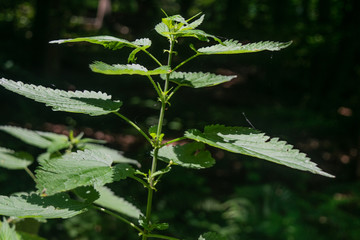 Nettle in the bright sunlight