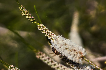 Green branch with white and round fruit, and bee