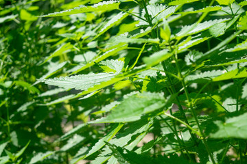Nettle in the bright sunlight