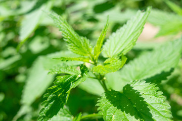 Nettle in the bright sunlight