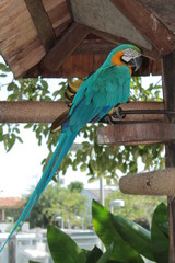 a blue macaw of the Amazon
