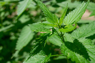 Nettle in the bright sunlight