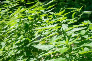 Nettle in the bright sunlight