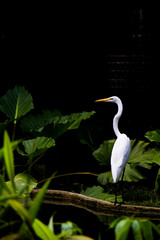 a heron in the water