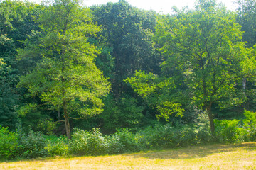 Dutch Landscape in  summer with trees