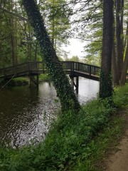 bridge in the forest