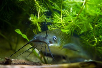 head, mouth and barbels of a juvenile dangerous invasive freshwater predator channel catfish,...