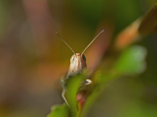 grasshopper on leaf looking fotocamera 