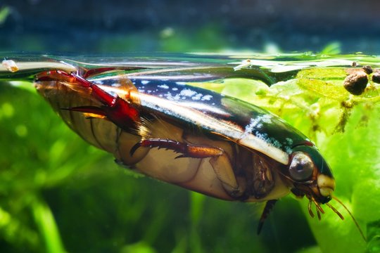 great diving beetle, Dytiscus marginalis, male swims at water top in dense hornwort vegetation, wide-spread wild freshwater insect in European moderate coldwater biotope aquarium