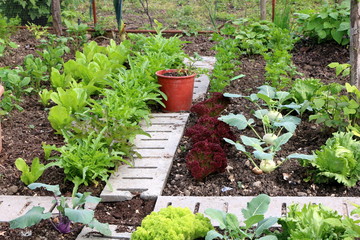 Biologischer Gemüsegarten, Schrebergarten, Kohlrabi-Pflanzen, verschiedene Bohnen und Stangenbohnen