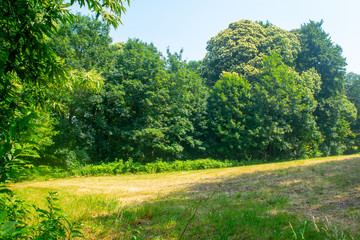 Dutch Landscape in  summer with trees