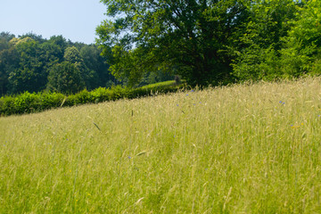 Obraz premium Green rye in on sunny day