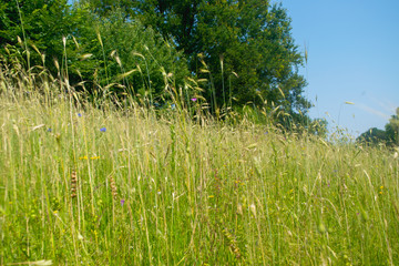 Green rye in on sunny day