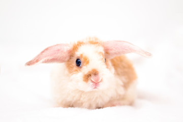 Cute little orange and white color bunny with big ears. rabbit on white background . Nose close up - animals and pets concept.