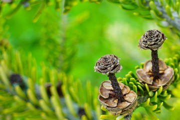 Closeup view of the Korean fir cones on the green branches