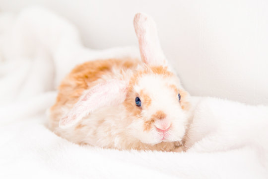 Cute little orange and white color bunny with big ears. rabbit on white background . Nose close up - animals and pets concept.