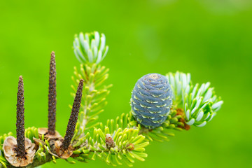 Closeup view of the Korean fir cones on the green branches
