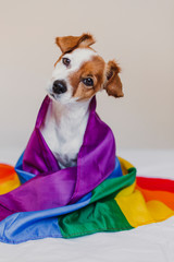 Cute dog jack russell wrapped in rainbow LGBT flag on white bed in bedroom. Pride month celebrate...