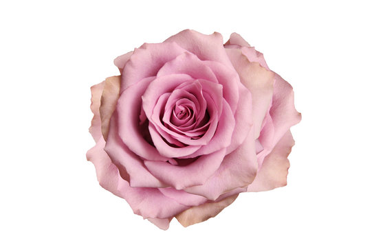 Gently lilac rose carved on white background
