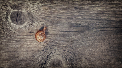snail on a wooden table