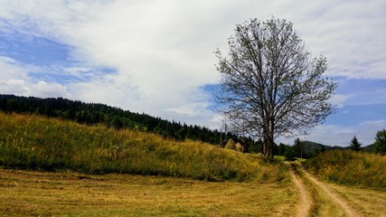Obraz premium tree in a field