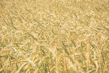 Golden wheat field under sunlight